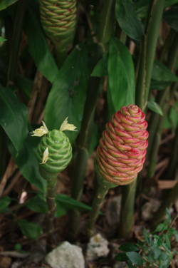 kaeqshop:*~✿~* flower porn *~✿~* this is shampoo ginger {Zingiber zerumbet} growing on Bee Heaven Farm in Redland, Florida. its flowers are full of this sweet fragrant gel that helps nourish hair and skin.