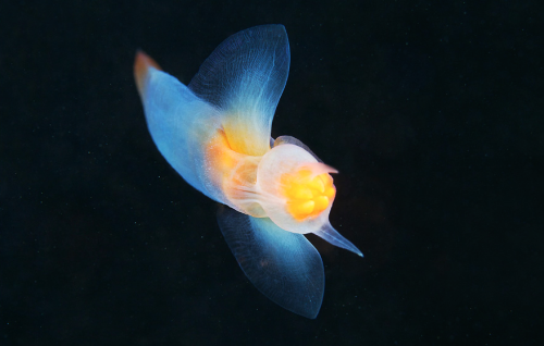 nubbsgalore:this is a sea angel (clione limacina), photographed by alexander semenov swimming with i