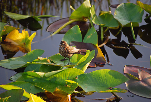 .House Sparrow – this innocent looking bird has been known to kick the young out of an existing nest