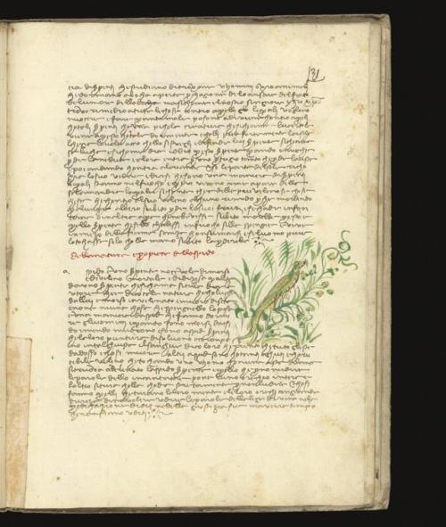 Bestiary and Fiore de virtu, in italian, MS132, ca. 15th century via Welcome Library, Public Do