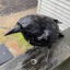 crowstealingthemoon