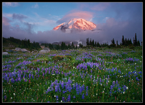 Rainier Magic by Mike Hornblade on Flickr.