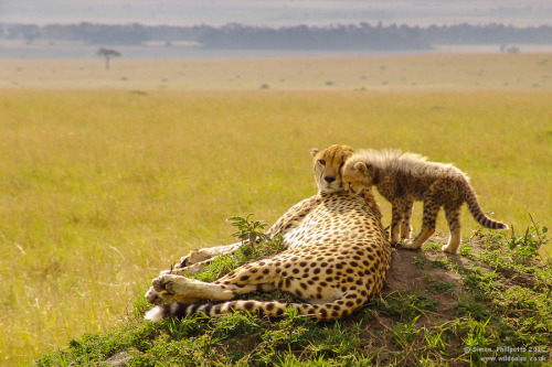 SecretA little cheetah cub looks like he has something to whisper to his mom, in the Masai Mara. Pho