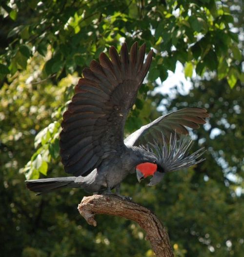 end0skeletal:The palm cockatoo (Probosciger aterrimus), also known as the goliath cockatoo or great 
