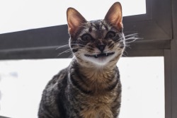 thefrogman:  &ldquo;My cat doesn’t know how to smile.&rdquo; [reddit]