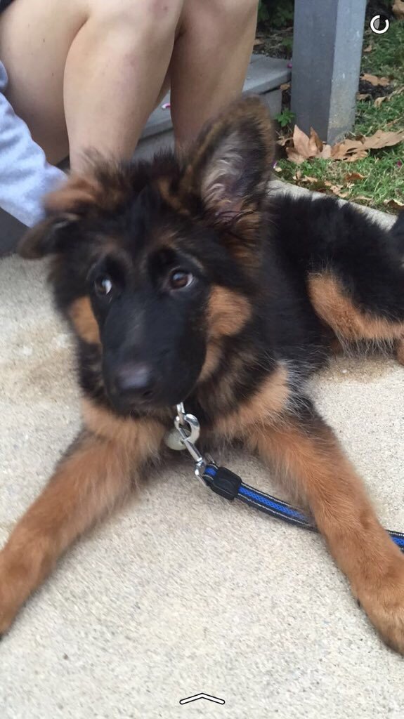 babyanimalgifs:4 month old German Shepherd