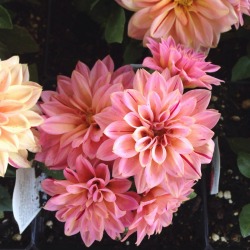 eluciidate:flowers at the farmer’s market