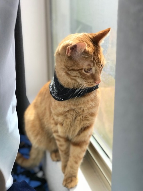 greenflyingsparklybunny: My Mr. Macaroni sure does like his new bandana