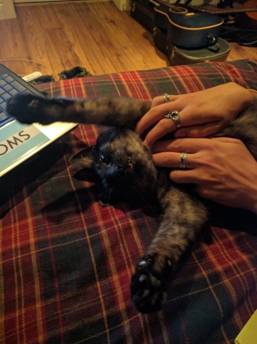 and-away-she-goes: My partner’s cat loves getting his armpits scratched @kingleon420 @mostlyca