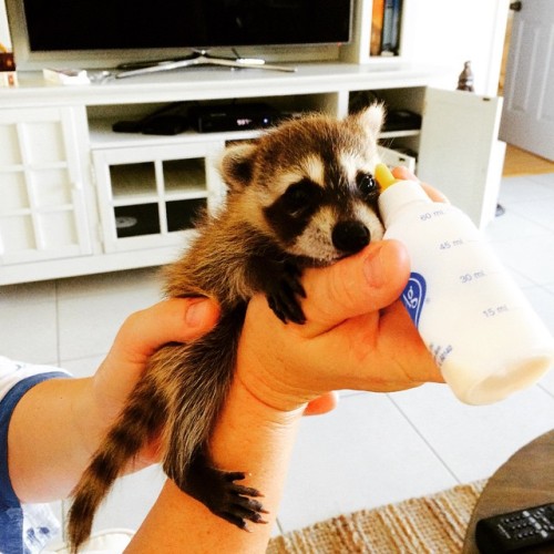 awesome-picz:    Orphaned Raccoon Rescued By Family With Dogs Thinks She’s A Dog, Too. 