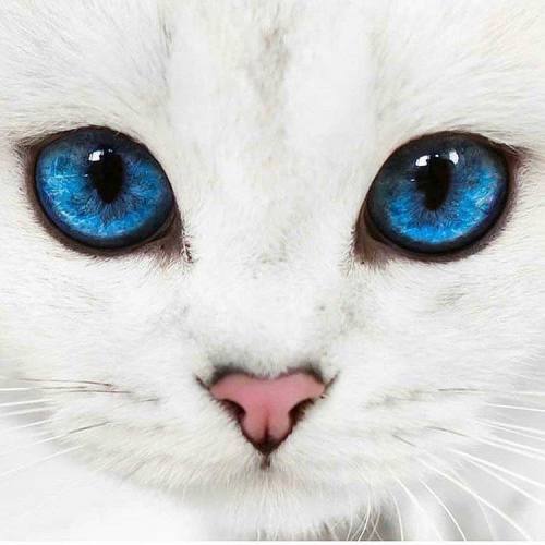 animals-addiction: This cat has the most beautiful eyes that I’ve seen. 