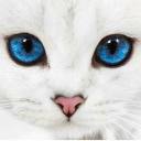 XXX The most beautiful cat photo