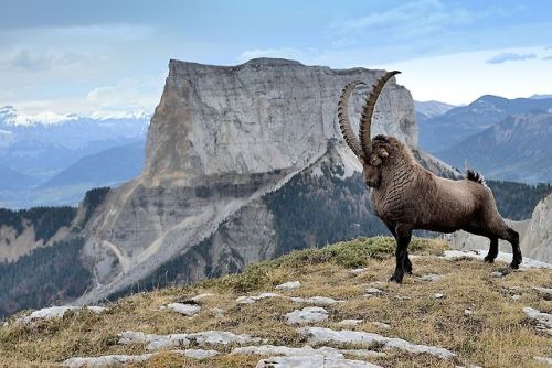 natgeoyourshot:Top Shot: King of the Mountain Top Shot features the photo with the most votes from t