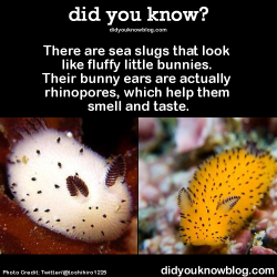 did-you-kno:  Ohmygod it has a fluffy tail…Source