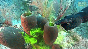 sarahfox13:sixpenceee:inverted-typo: This is actually a test showing how sponges pump water through themselves for filter feeding!They simply colored the water around them so you could easily see the process.      I love the ocean