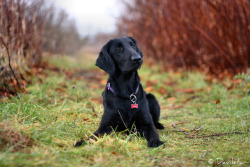 Handsomedogs:   Hanna-Maria     Norah 