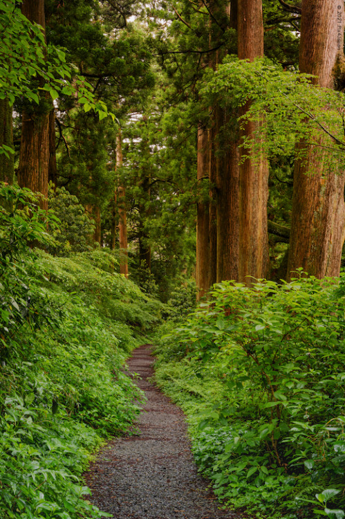 Ancient Highway GiantsAccess to this section of the Old Tokaido Highway is right across the street f