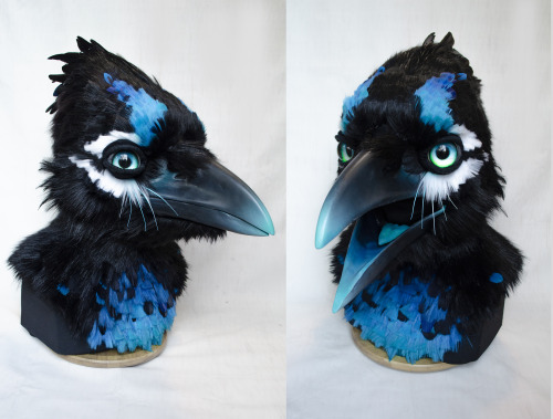 Wrapping up my last big project of 2020 - an artistic libery stellar’s jay for @magpiemunchie!