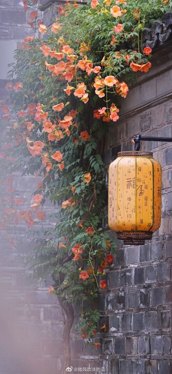 fuckyeahchinesegarden:chinese trumpet creeper in laomendong, nanjing by 微风吹淡的蓝