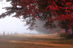 me-lapislazuli:  misty reds | by drb-photography
