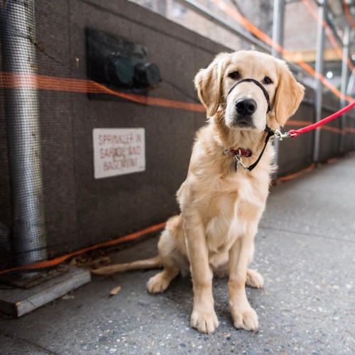 thedogist:Tony, Golden Retriever (6 m/o), 8th &amp; Broadway, New York, NY • “He just hung out with 
