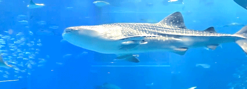 squidplush:take a break in okinawa churaumi aquarium!original video