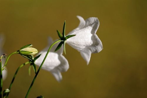 Peach-Leaved Bellflower / Pfirsichblättrige Glockenblume (Campanula persicifolia Alba) Seed sou