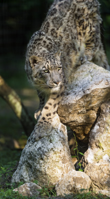 llbwwb:  Snow leopard getting down the rock