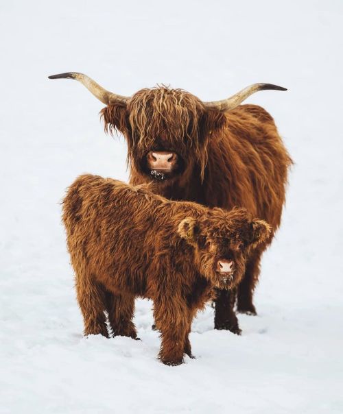 Servus aus der Fränkischen Schweiz © @pat.seddl#bayernliebe #highlandcattle #animalshots #winter 