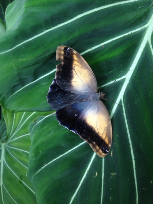 typhlonectes: Giant Owl Butterfly (Caligo memnon), native to Mexico, Central and South America, @ th