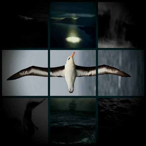 The dark island and the albatross