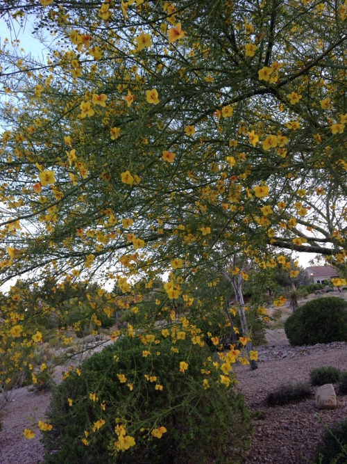 More flowers