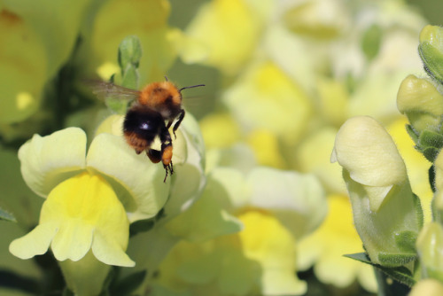 Bumblebees and snapdragons. Humlor och lejongap.