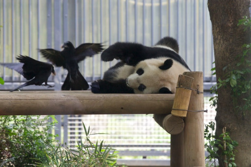 giantpandaphotos:  Shin Shin at the Ueno Zoo in Tokyo, Japan, on May 18, 2013. © Copanda V. 