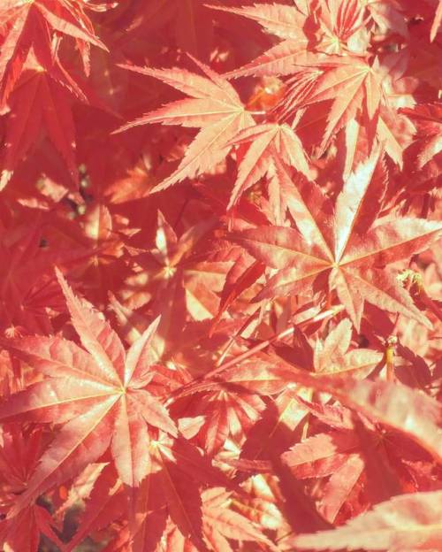 #color #red #tree #leaves #texture #japanesemaple