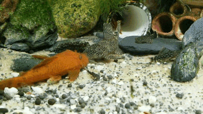 palaeoplushies:I love my horrible gremlin fish so much.