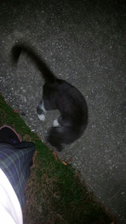 amy-the-baby-otter: last night i went out for a smoke and met this smol guy. I gave him some pets and was gonna leave but he ran in front of me and yelled till i stopped and pet him again.  Needless to say i stayed outside for 1.5 hours with this cat.