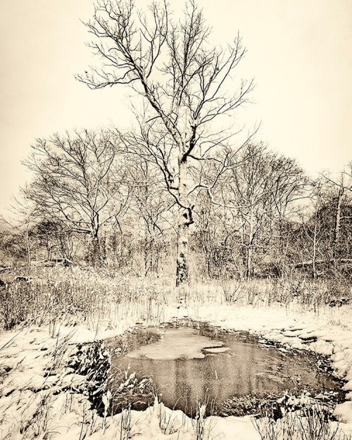 Pelham Bay Park Orchard Beach #snowphotographyhttps://www.instagram.com/p/CZ7y-lKOgiP/?utm_medium=