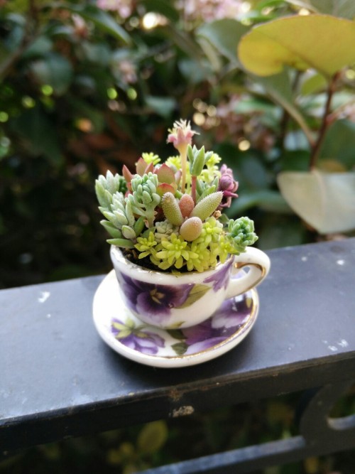 chauvinistsushi: succulentsandsuch: Anyone care for a small cup of green? it’s so small