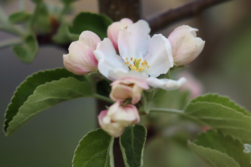 In the garden.