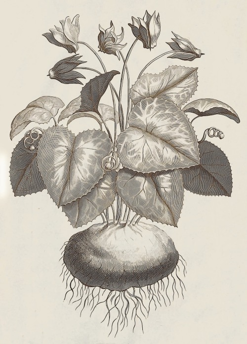 Phytographia Cvriosa, exhibens Arborvm, Frvticvm, Herbarvm & Florvm Icones - Franciscus Kiggelae