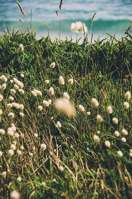 floralls:  New Zealand by DeepLovePhotography   