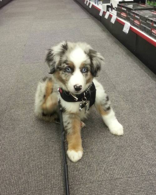 awwww-cute:  He came to my work and pooped on the floor. Not even mad