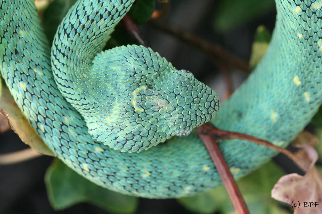 Atheris Chlorechis : r/snakes