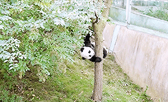 pandasgifs:Baby Panda fall