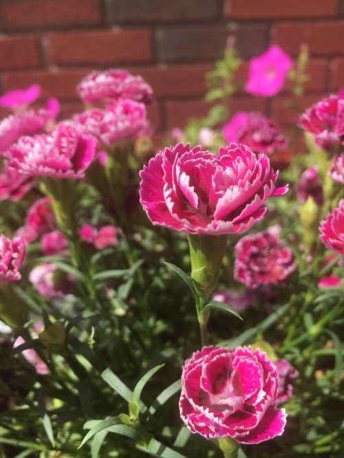 plantsarefriendssometimesfood:ruffle-edged carnations