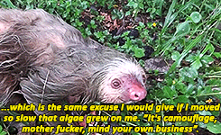 snazziest:  sloths gmh  porn pictures