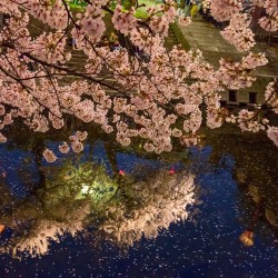 daidaikemool:  #japan #Japanese #Cherryblossoms