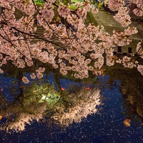daidaikemool:  #japan #Japanese #Cherryblossoms #river #night #sakura #桜 #夜桜 #五条川