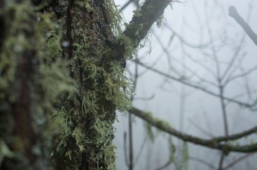 expressions-of-nature:Adygea Mists by I Can Win